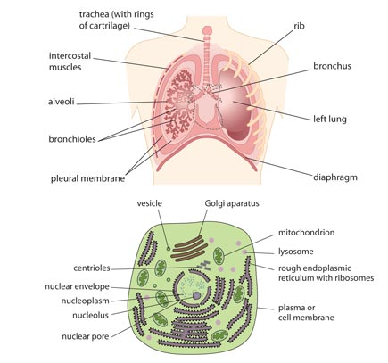 Education schoolbook illustration and layout, book jacket design